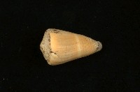 藏品(紫霞芋螺)的圖片